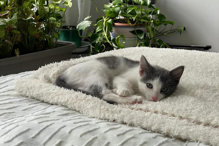Gray and white kitten resting on a comfy blanket on a sunny day. Plants in the background
